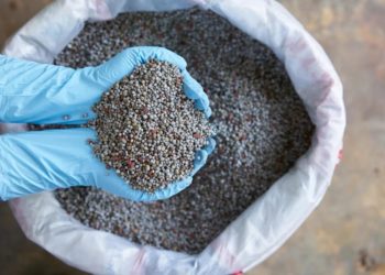 Conheça o adubo ideal para mandioca e tenha bons resultados no plantio