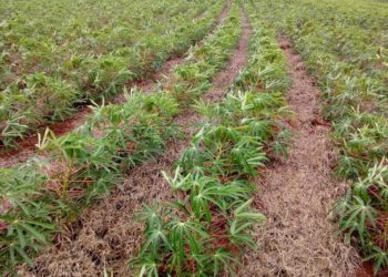 Técnicas conservacionistas garantem produção agrícola em solos arenosos