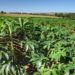 Colheita da mandioca avança e qualidade do produto melhora