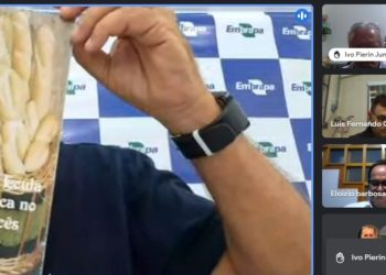 Cadeia produtiva da mandioca volta discutir adição de fécula ao trigo