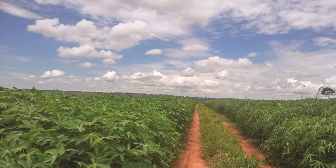 Seminário vai tratar da adubação à colheita mecanizada de mandioca