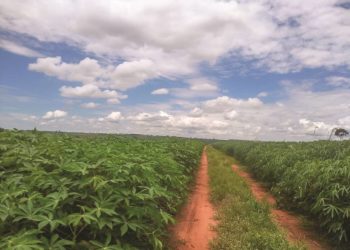 Seminário vai tratar da adubação à colheita mecanizada de mandioca