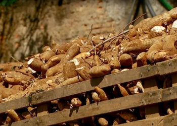 Baixa produção de mandioca no Sul de Minas faz preço do polvilho disparar
