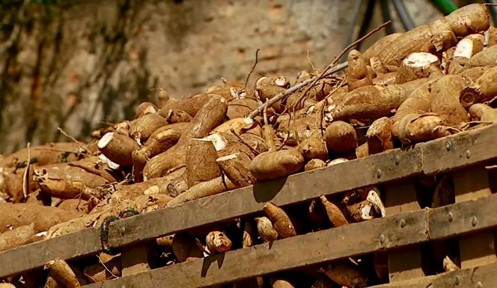 Baixa produção de mandioca no Sul de Minas faz preço do polvilho disparar