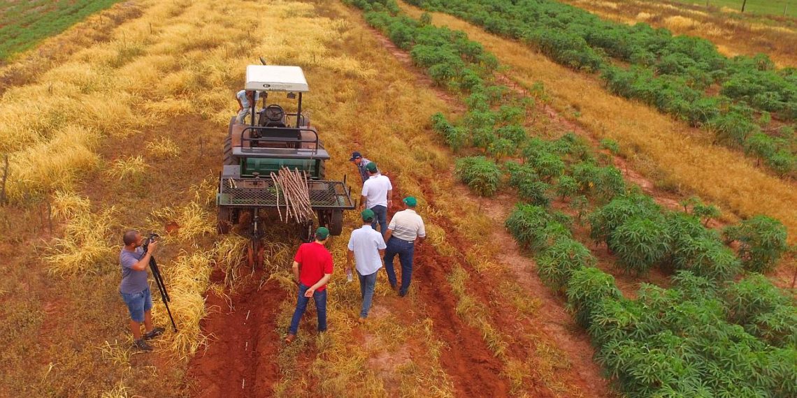 CEPEA inicia levantamento sobre intenção de plantio e custo de produção