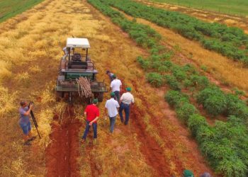CEPEA inicia levantamento sobre intenção de plantio e custo de produção