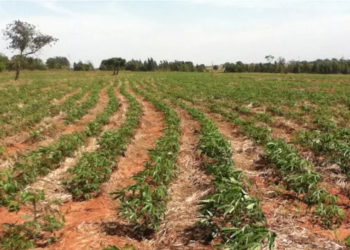 Mandioca é alternativa para conviver com a seca