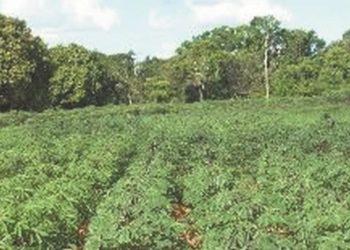 Lavoura de mandioca para enfrentar a estiagem