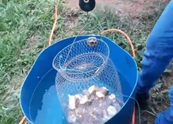 Industriais buscam modelo único na forma de tirar a renda da mandioca