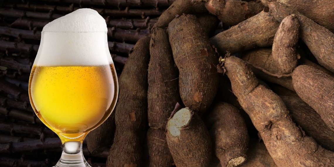 Projeto quer utilizar microorganismos da mandioca para fermentar cervejas