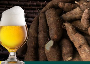 Projeto quer utilizar microorganismos da mandioca para fermentar cervejas