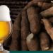 Projeto quer utilizar microorganismos da mandioca para fermentar cervejas