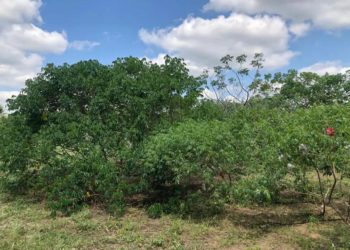 Pesquisa usa espécies silvestres para melhorar mandioca brasileira