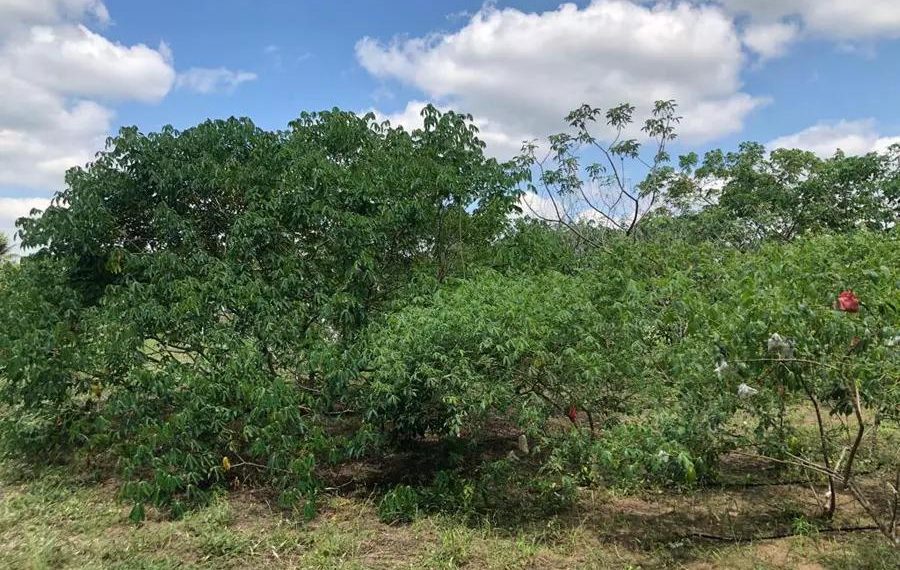 Pesquisa usa espécies silvestres para melhorar mandioca brasileira