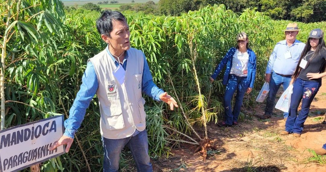 Estado incentiva produtores do Centro-Oeste a modernizar produção de mandioca