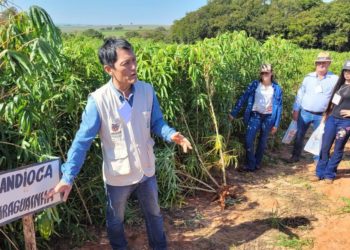 Estado incentiva produtores do Centro-Oeste a modernizar produção de mandioca