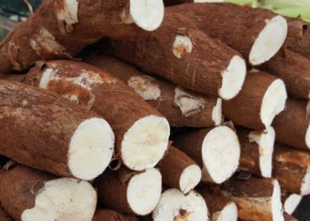 Pesquisa avalia uso de mandioca e fungo amazônico para tratar câncer