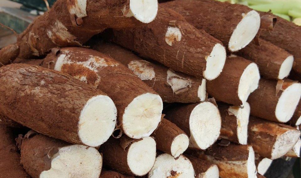 Pesquisa avalia uso de mandioca e fungo amazônico para tratar câncer