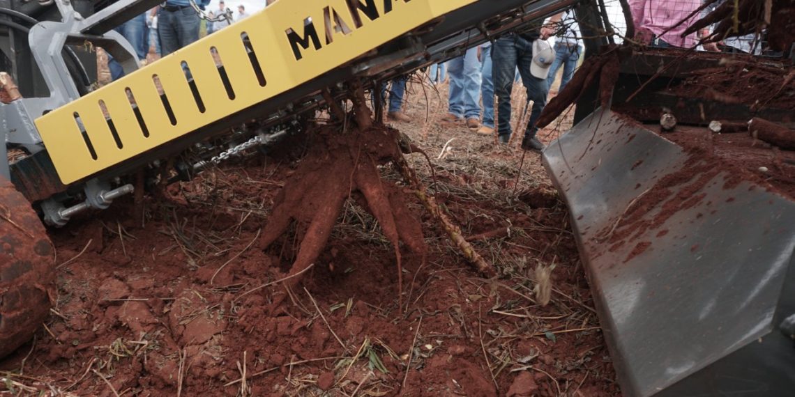 IDR e ATIMOP promovem Dia de Campo da Mandioca nesta quinta