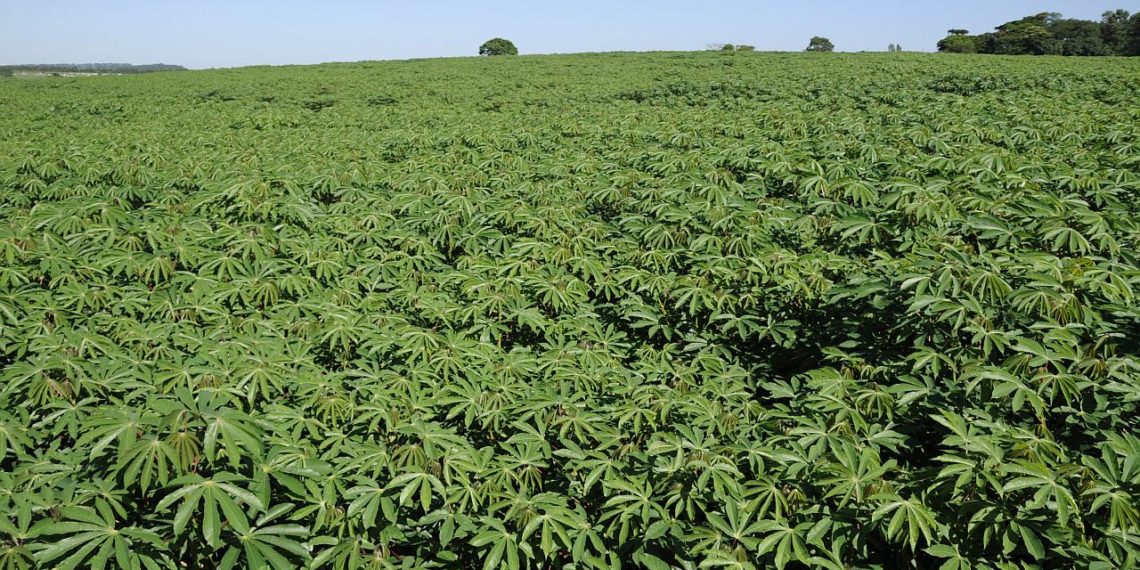 ABAM acredita que haverá aumento da área com plantio de mandioca