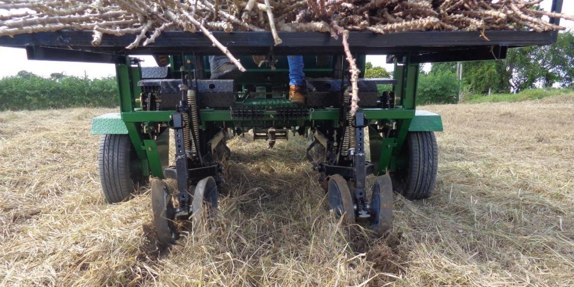 Custos de produção de mandioca são atualizados no Mato Grosso do Sul