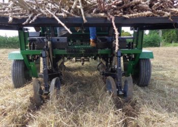 Custos de produção de mandioca são atualizados no Mato Grosso do Sul