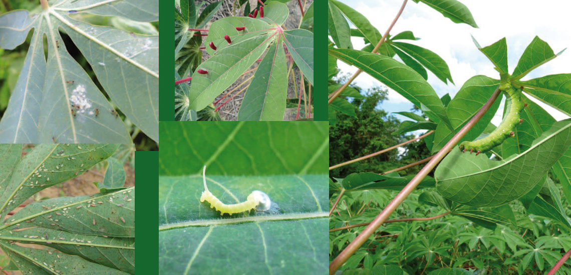 Embrapa tem cartilha que ajuda identificar pragas da mandioca