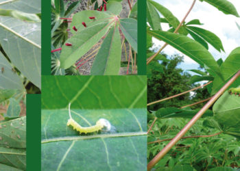Embrapa tem cartilha que ajuda identificar pragas da mandioca