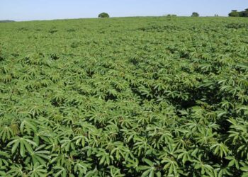 Especialistas apontam que o preço da mandioca disparou por falta de plantio