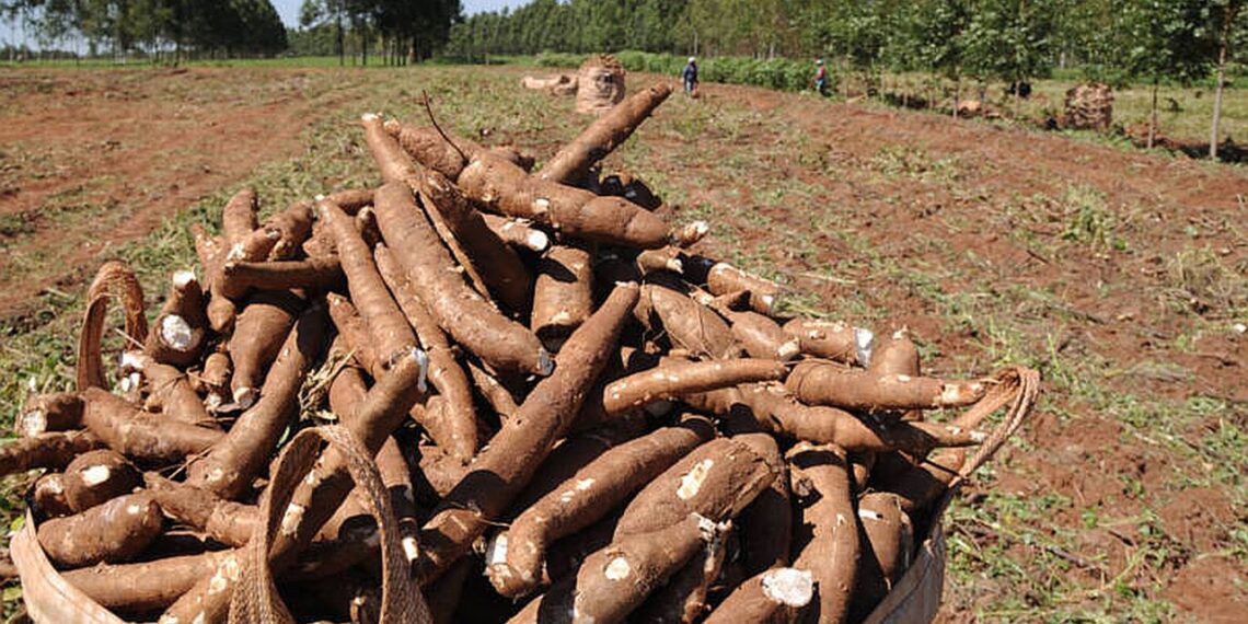 Colhida 83% da área plantada com mandioca no Paraná, segundo o Deral