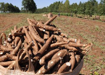 Colhida 83% da área plantada com mandioca no Paraná, segundo o Deral