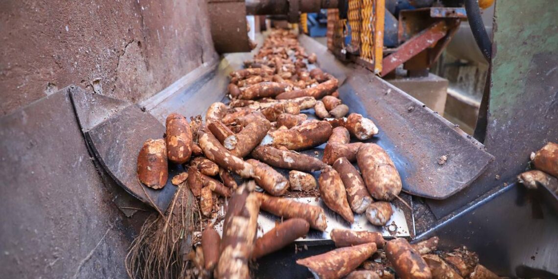 Mandioca pode virar etanol