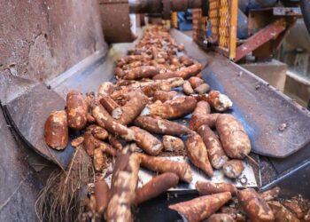 Mandioca pode virar etanol