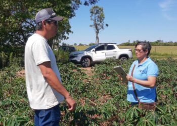 Embrapa avalia desempenho da variedade CS 01 no PR, SP e MS