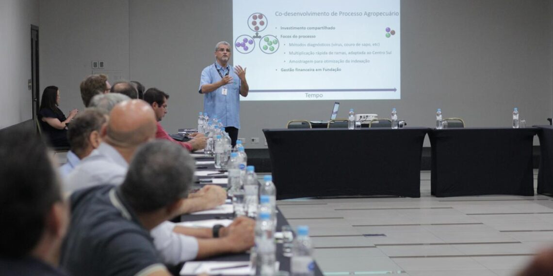 Embrapa apresentará projeto para mandioca editada geneticamente