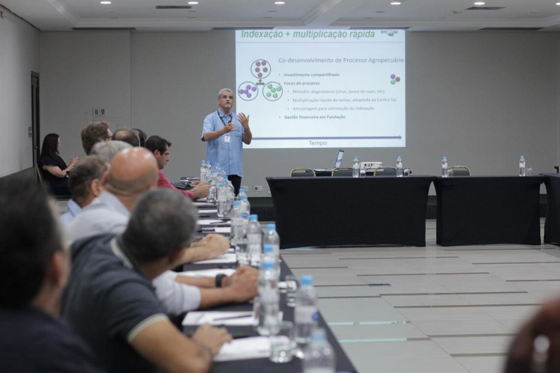 Embrapa apresentará projeto para mandioca editada geneticamente