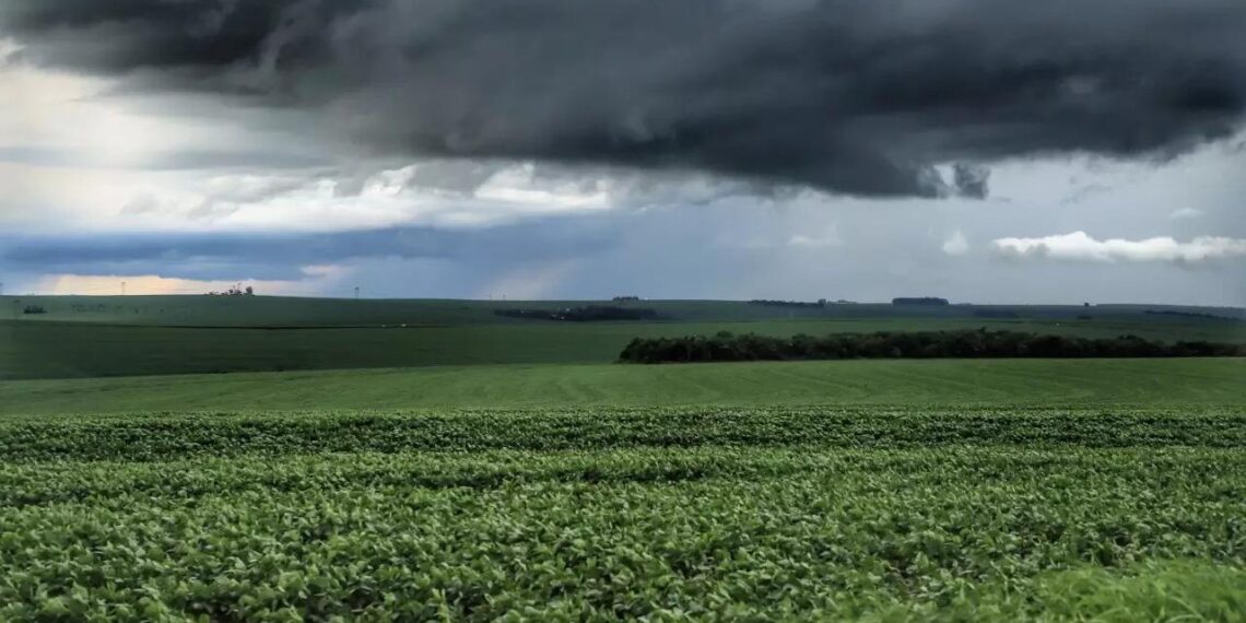 Aumenta a área com plantio de mandioca na região de Umuarama