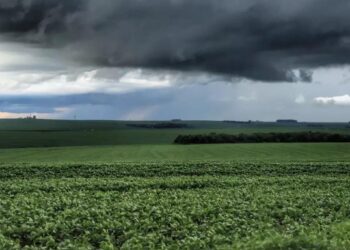 Aumenta a área com plantio de mandioca na região de Umuarama