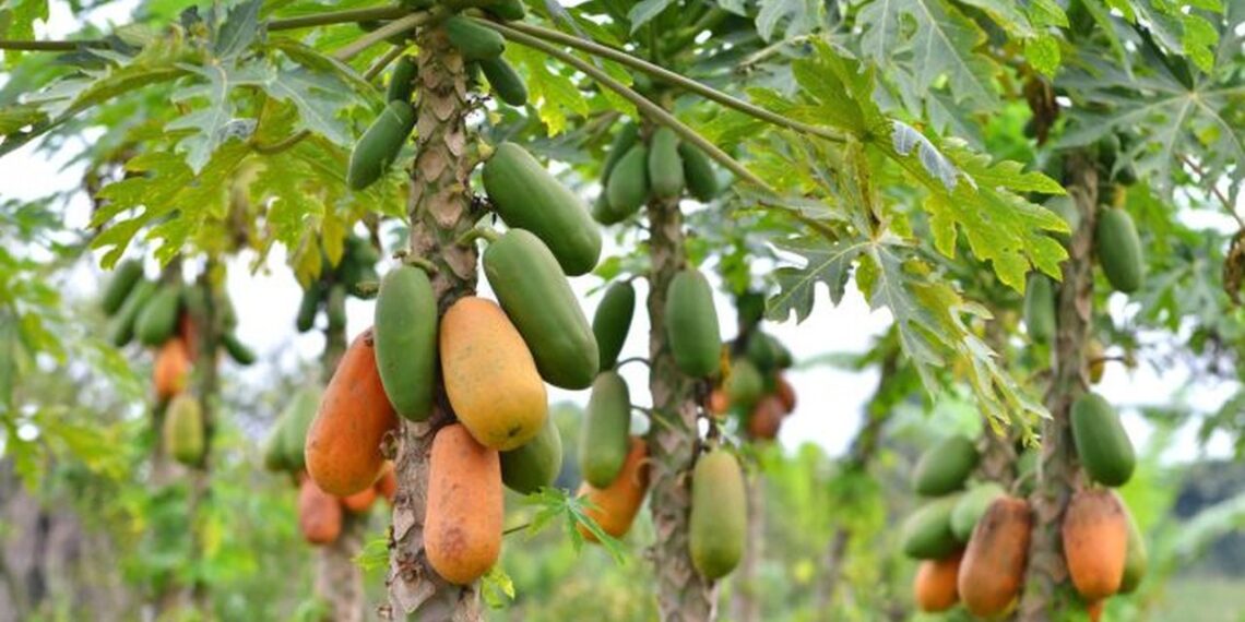 Fécula de mandioca e óleo de cravo da índia no controle da antracnose