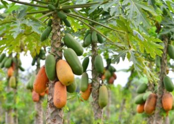 Fécula de mandioca e óleo de cravo da índia no controle da antracnose