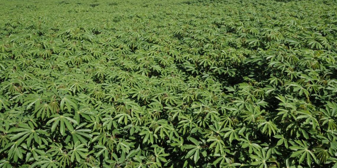 Redução de área e fenômenos climáticos diminuem produção de mandioca em 2022