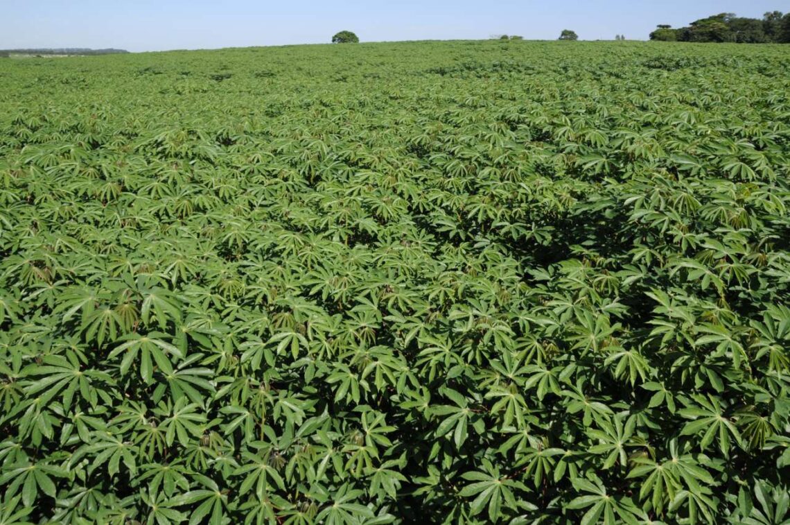 Redução de área e fenômenos climáticos diminuem produção de mandioca em 2022