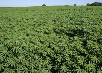 Redução de área e fenômenos climáticos diminuem produção de mandioca em 2022