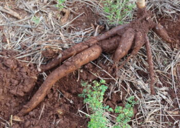 Embrapa apresenta experimentos com variedades de mandioca no Show Rural