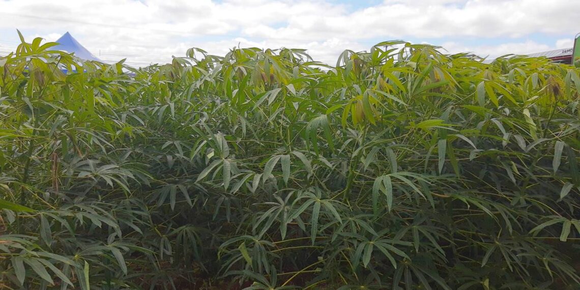 No Show Rural, produtores de poderão conhecer o RENIVA