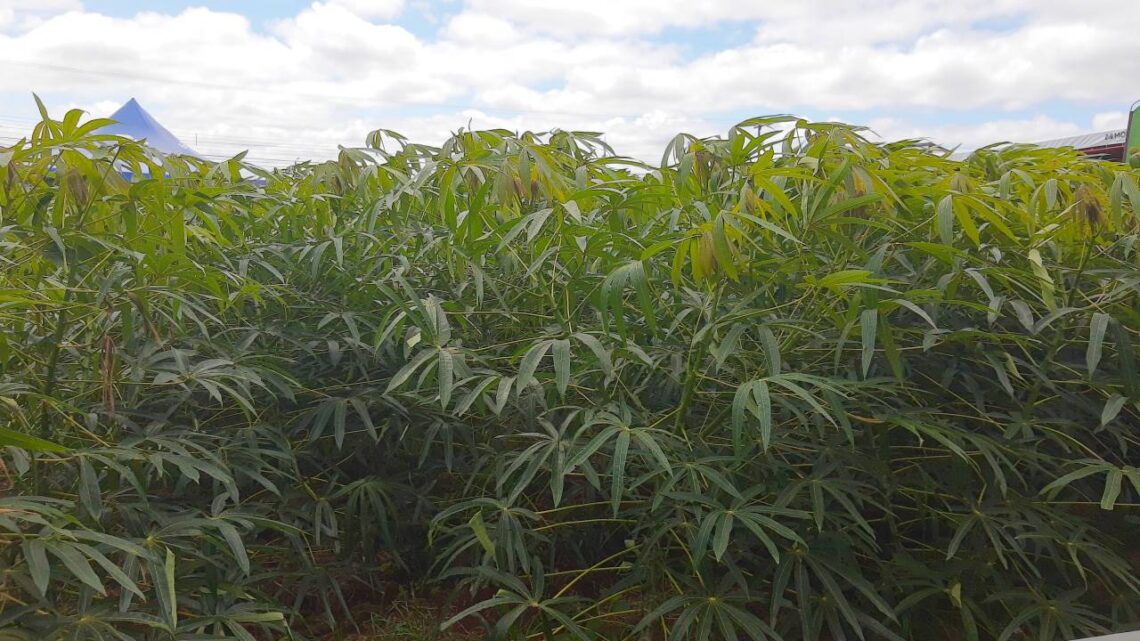 No Show Rural, produtores de poderão conhecer o RENIVA