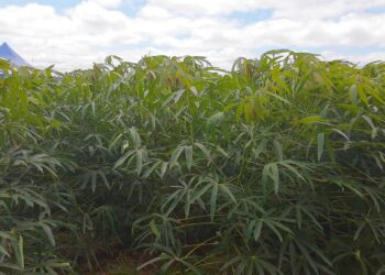 No Show Rural, produtores de poderão conhecer o RENIVA