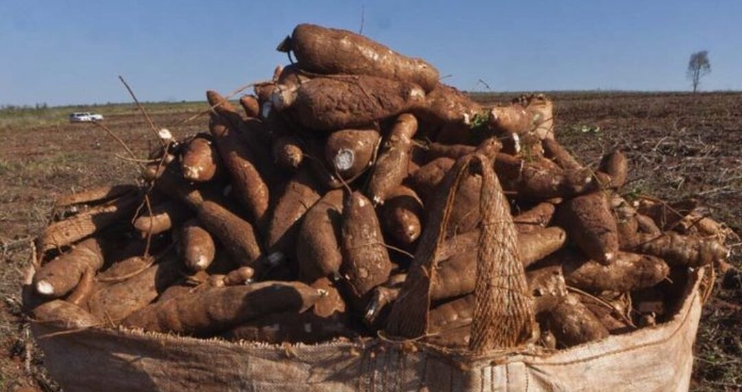 Mandioca se tornou “alimento do século”, etanol e cerveja
