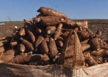 Mandioca se tornou “alimento do século”, etanol e cerveja
