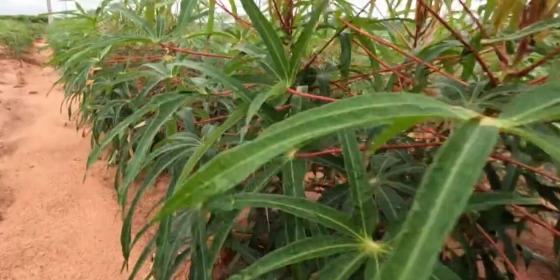 Valor da tonelada da mandioca registra aumento de 77% no Paraná